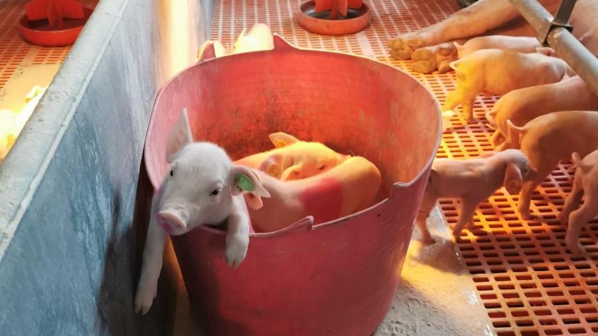 Een voorbeeld van alternerend zuigen: de zwaarste biggen worden meermaals per dag in de emmer geplaatst, zodat de kleinere biggen vaker melk kunnen opnemen.