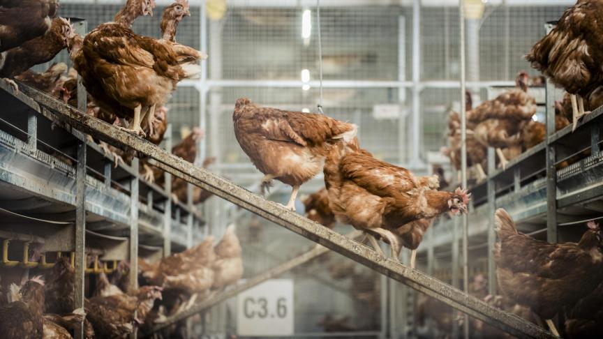 Alle huisvestingsystemen (verrijkte kooien, volières en roostersystemen) hebben met rode vogelmijt te maken.