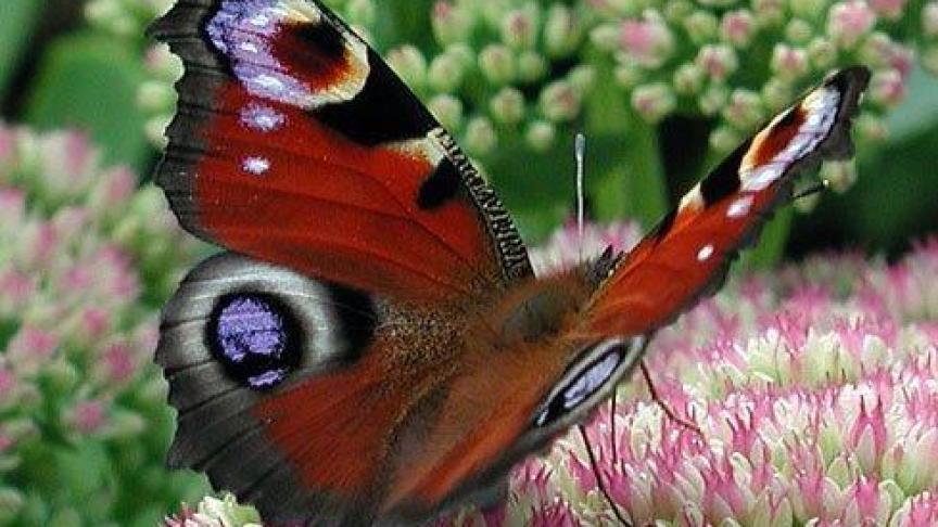 Dagpauwoog op Sedum spectabile.