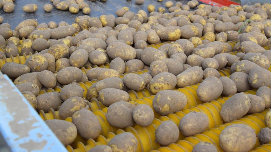 De aardappeloogst is weer volop aan de gang. De marktstemming is stabiel voor de meeste rassen.