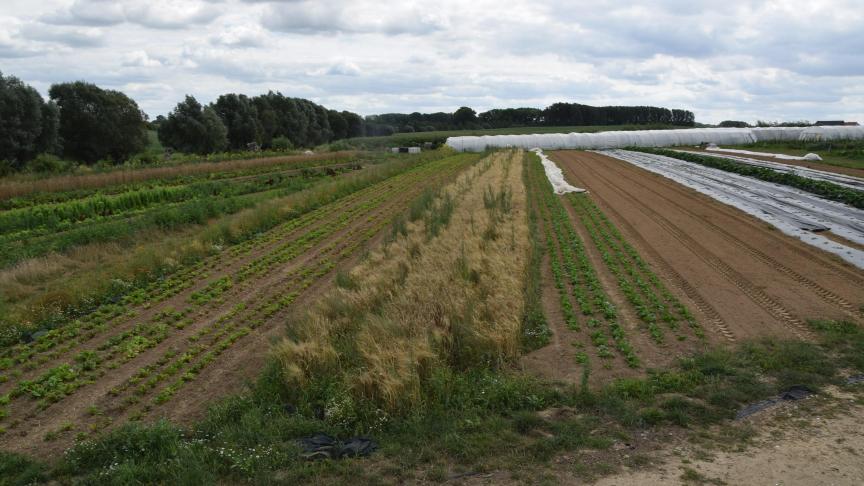 Een van de punten in het actieplan is het bevorderen van de toename van het areaal voor biologische landbouw in de EU.
