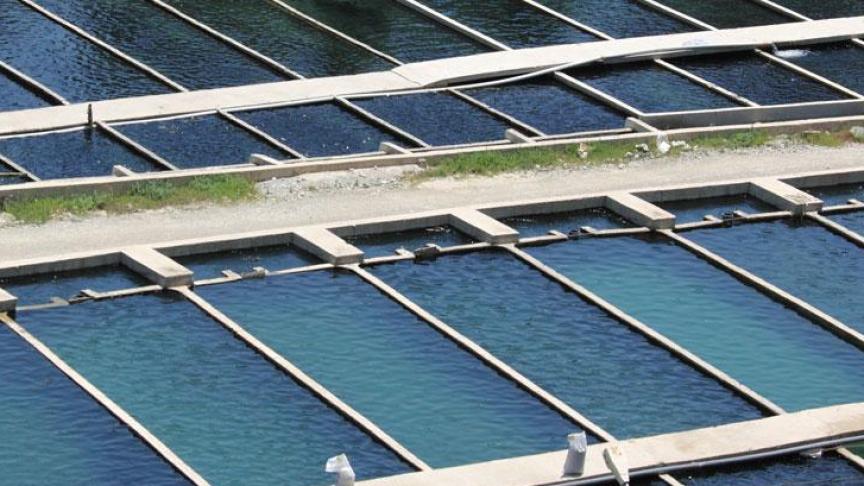 De viskweek groeit internationaal snel.