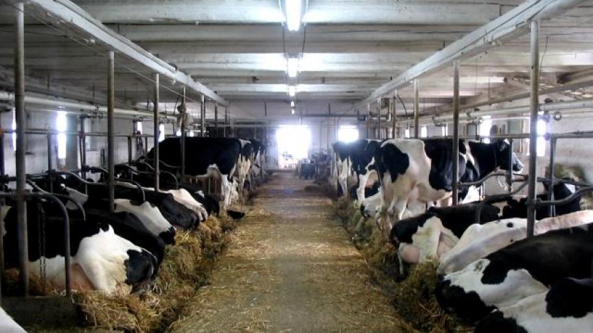 De grupstal is een vrij oud stalsysteem waarbij de dieren naast elkaar aangebonden staan. Urine en mest wordt in een goot of ‘grup’ achter de dieren opgevangen.