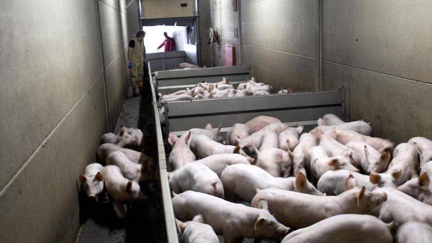 De Belgische varkenshouderij