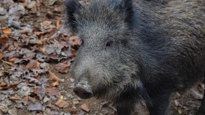 Everzwijnen kunnen ook drager zijn van rundertuberculose of de varkenspest verder verspreiden.