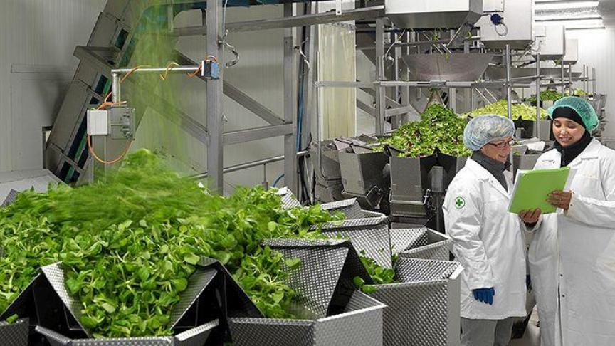 Greenyard behoort tot de grootste groente- en fruitverwerkers wereldwijd.