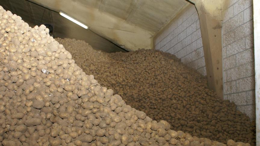 Het seizoen vroege aardappelen 2020 is afgesloten.