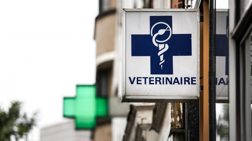 De op zelfstandige basis aangestelde dierenartsen hebben de verplichting om de door de dienst Dierenwelzijn erkende opleidingen te volgen om de vereiste vakkennis en kwalificaties te onderhouden.