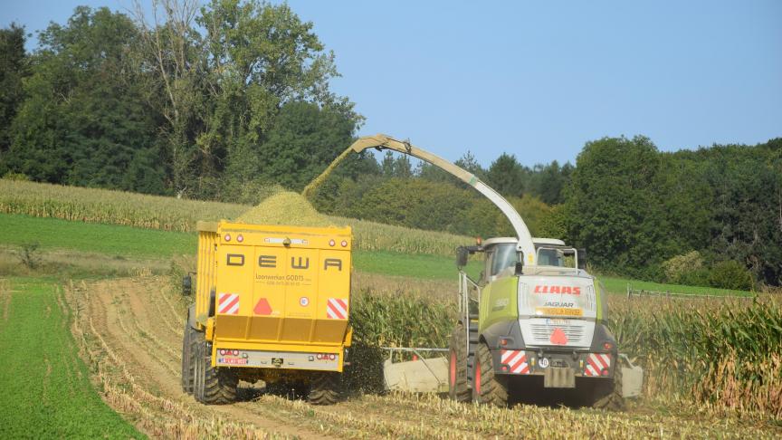 Net als in de voorgaande jaren rijpte de maïs sneller af dan verwacht.