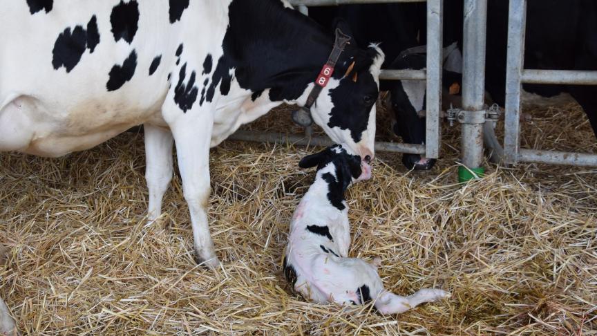 Maternale antistoffen worden via de biest door het moederdier overgedragen naar het kalf om passieve immuniteit te creëren. Soms loopt dit fout.