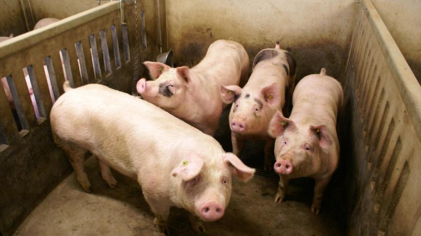 Duitse varkensprijzen blijven deze week gelijk.