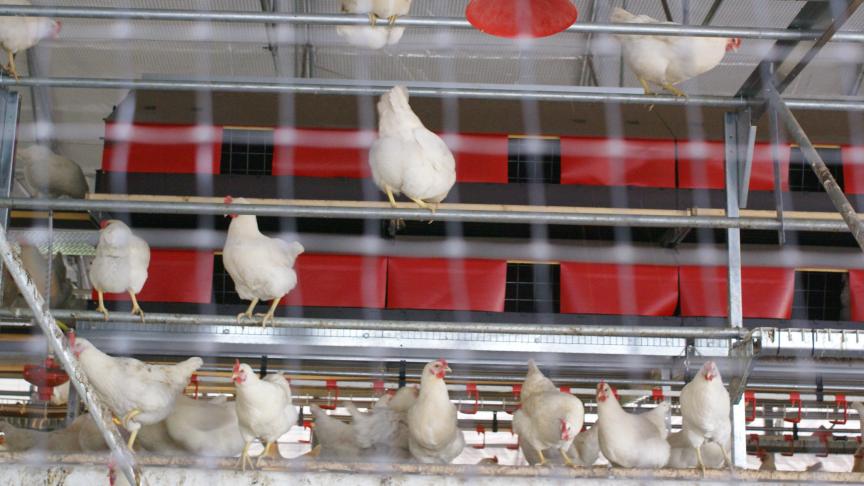 In België worden volgens Gaia meer dan 4 miljoen dieren (zeugen, legkippen, konijnen, eenden en ganzen, kwartels) in kooisystemen gehouden.