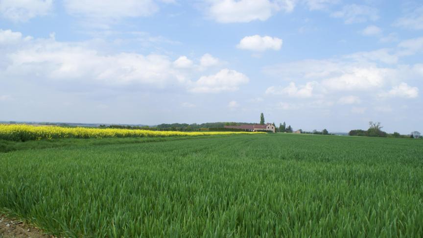 De mondiale tarweprijs is in september sterk gestegen.