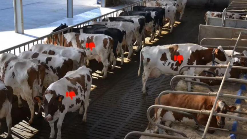 melkveepicknick-transitiekoeien