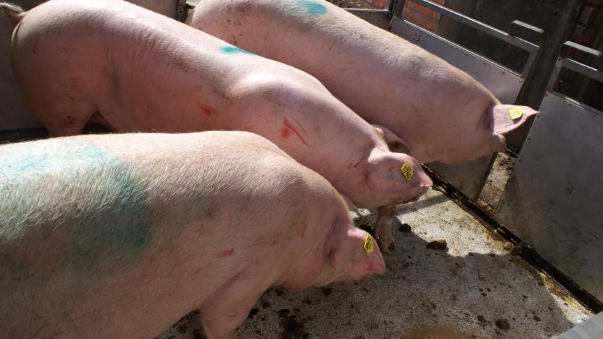 Volgens de bevraging van Veepeiler Varken kopen zeugenhouders hun gelten aan bij hetzelfde herkomstbedrijf.