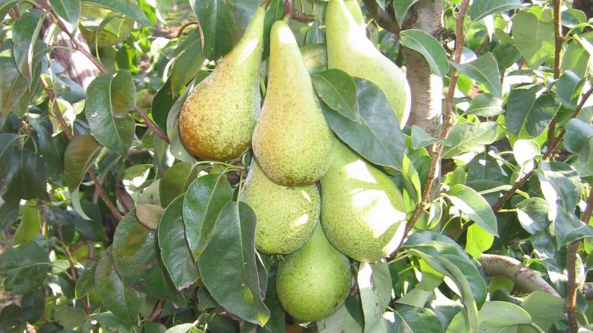 Het landbouwministerie maakt onder meer extra geld vrij voor de promotie van de conference-peer in China.