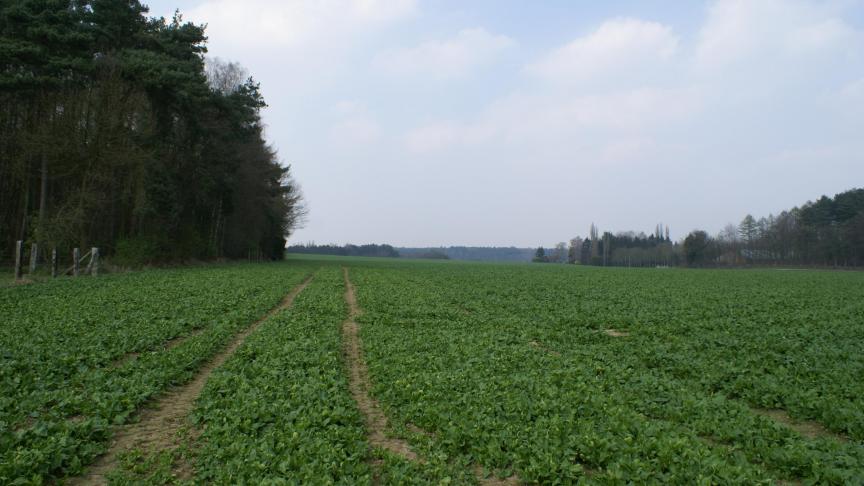 De Britten voeren onder meer veel groenten, zoals spinazie, in.
