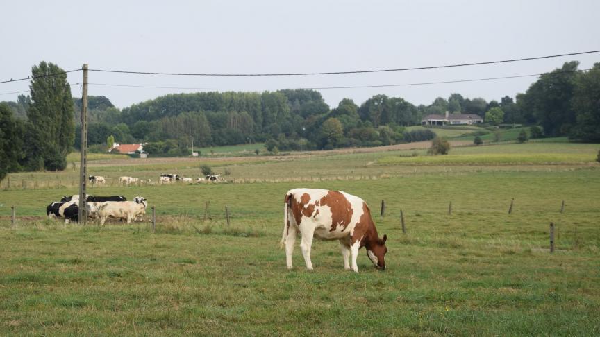 De veeteelt stoot volgens Greenpeace steeds meer broeikasgassen uit.