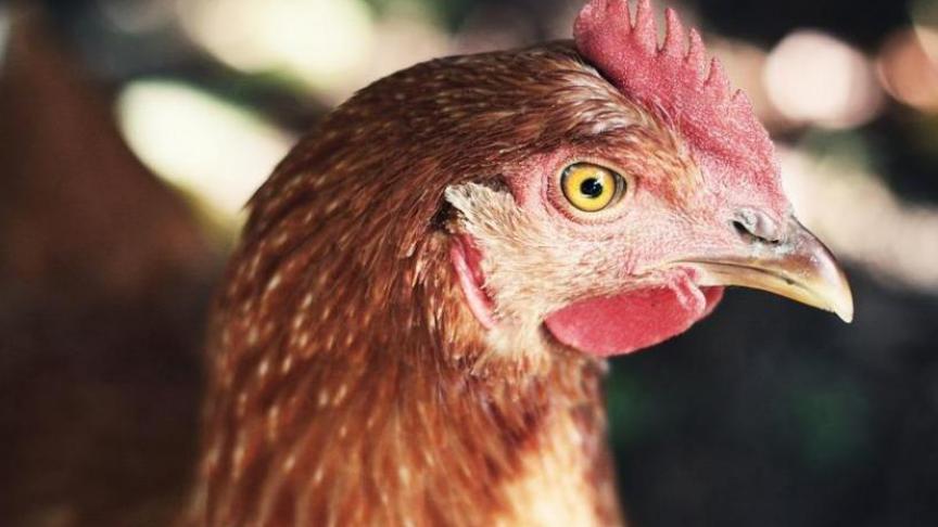 FAVV vraagt aan pluimveehouders om de bioveiligheidsmaatregelen strikt te blijven toepassen.