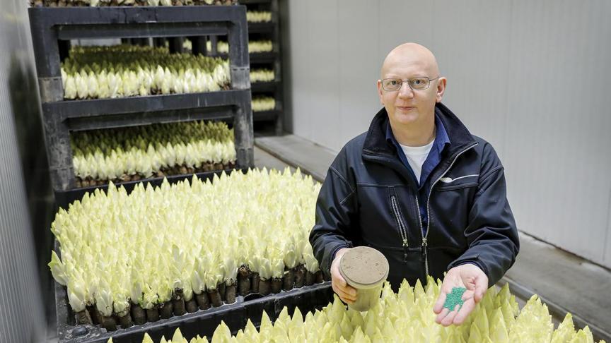 Bart Bruyninckx teelt sinds 20 jaar hij miniwitloof.