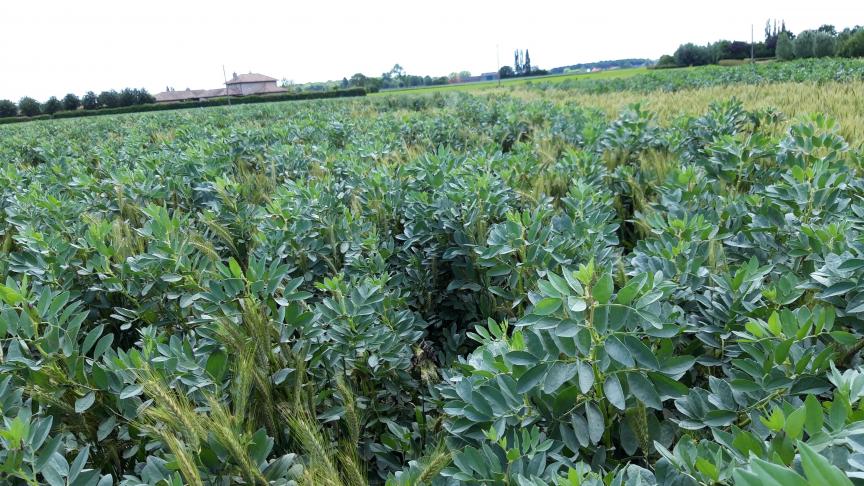 Veldbonen groeien goed in ons klimaat en vragen een vrij eenvoudig management.