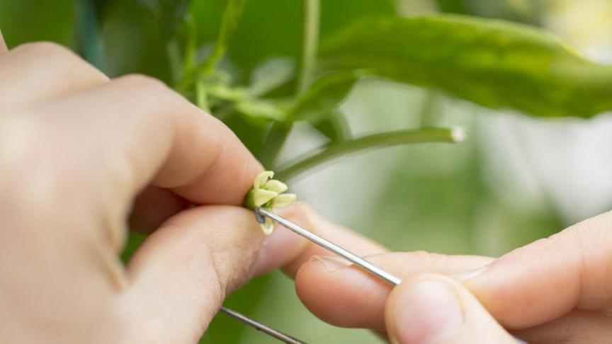 Rijk Zwaan is 1 van de 4 grootste groenteveredelaars in de wereld.