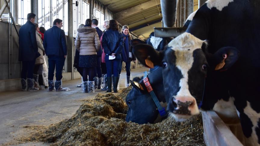 ILVO haalt heel wat expertise uit onderzoek in de eigen rundveestal.