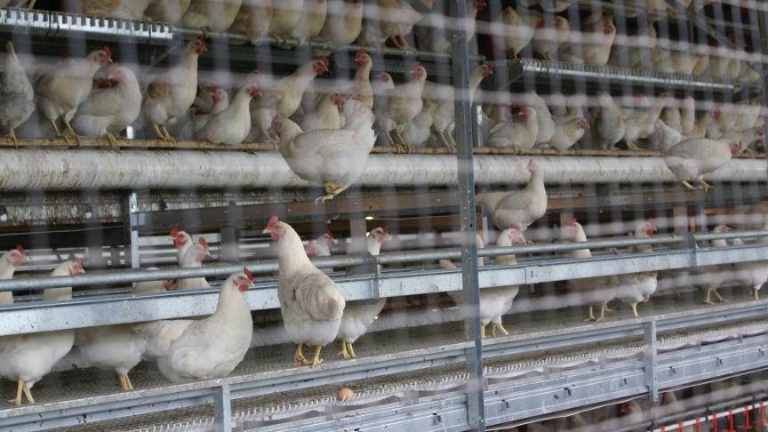 De pluimveehouderij in Nederland werd vanwege de vondst van vogelgriep bij knobbelzwanen in ‘lockdown’ geplaatst.