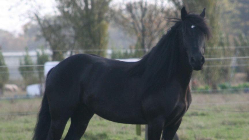 Momenteel lopen er om en bij de 300 Mérens paarden rond in België.