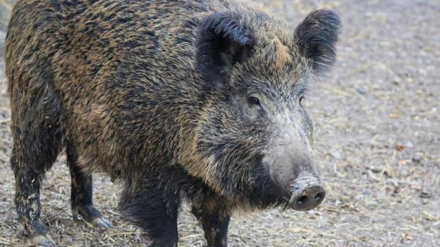 Twee jaar na uitbraak van AVP in ons land, wordt nu weer het Afrikaans Varkenspestvrije statuut aangevraagd.