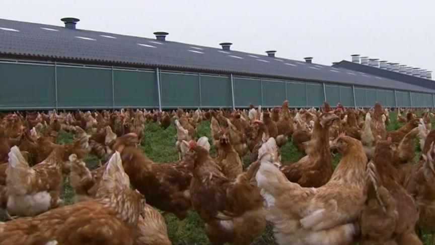 Vanaf 1 november moet pluimvee worden opgehokt.