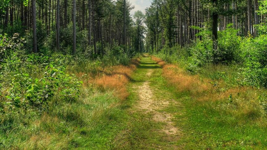 Vlaanderen voorziet 4.000 ha extra bos in het Bosuitbreidingsplan.