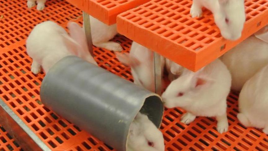 Op dit ogenblik moeten alleen de vleeskonijnen gehouden worden in 'verrijkte parken'.