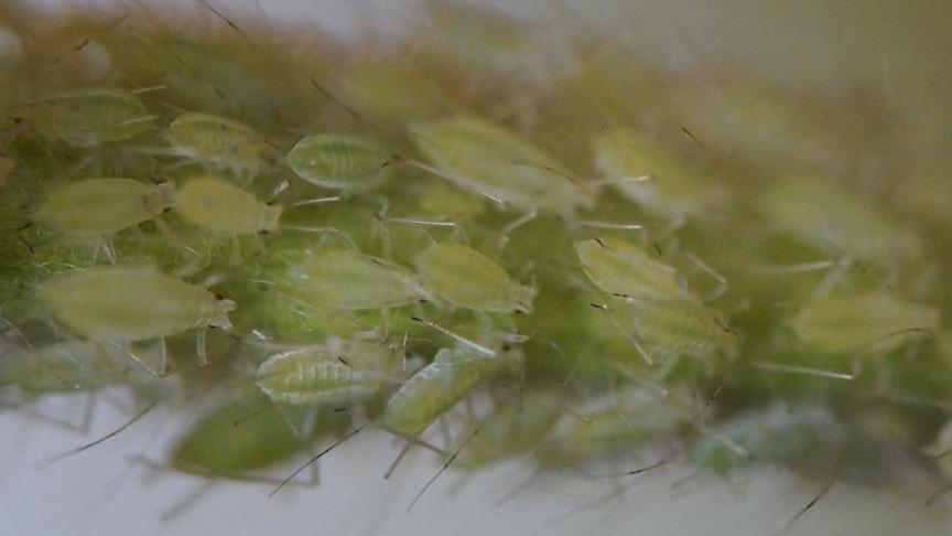 De bladluizen kunnen zich nog verder verspreiden en de druk zou nog kunnen toenemen.