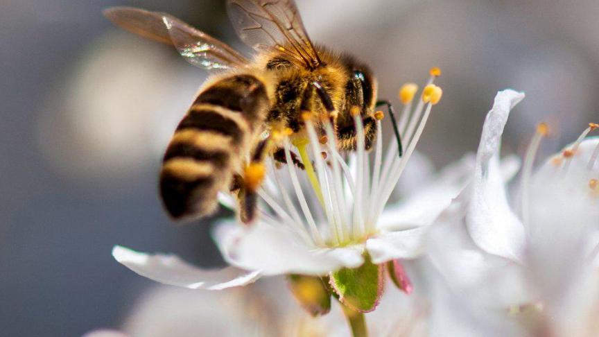 bestuiving, het bekende verhaal van het bloemetje en het bijtje