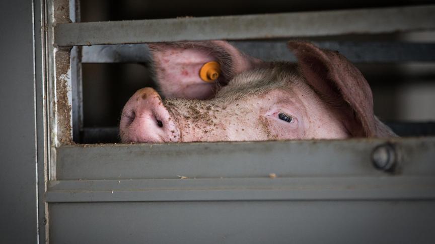 Door de extreem hoge temperaturen is het hitteplan voor transport van nutsdieren naar slachthuizen vorige zomer al in werking getreden.