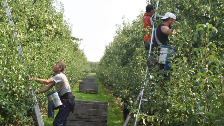 Hoeveel tijdelijke werklozen en studenten precies in de fruitsector hebben gewerkt, is moeilijk te becijferen.