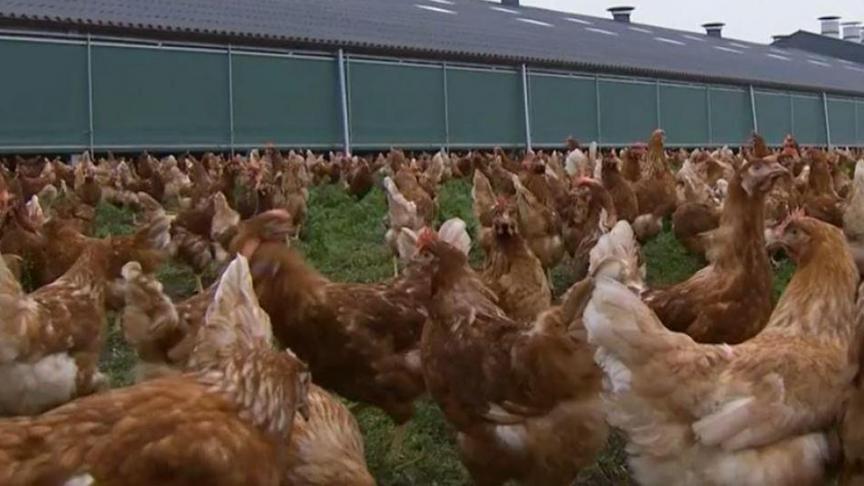 Vanaf 1 november moet pluimvee worden opgehokt, nu ook door particulieren.