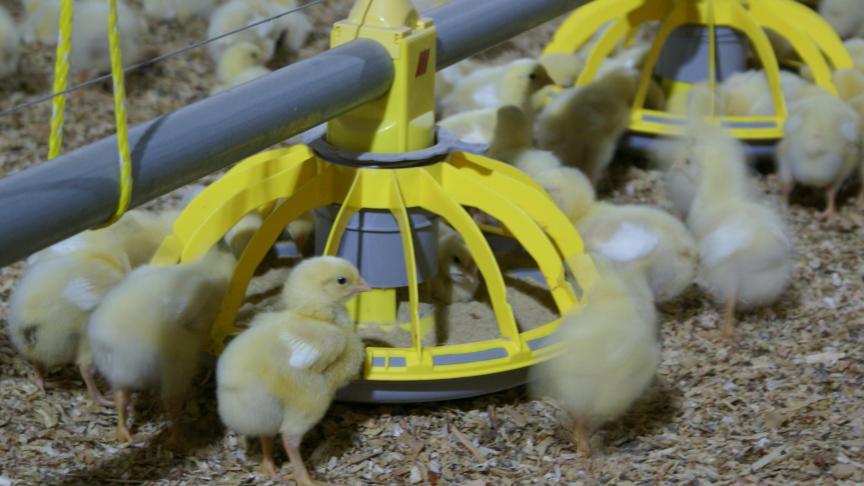 De pluimveekolom is ervan overtuigd dat de implementatie van het actieplan zal bijdragen tot een verder verminderd doch oordeelkundig verbruik van antibioticum in de pluimveesector.