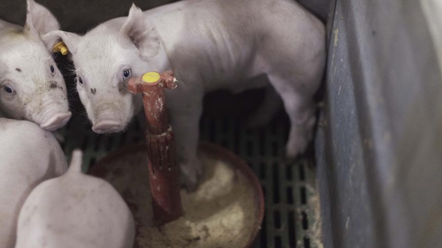 De speenfase is een cruciale periode voor de biggen. Nu zinkoxide binnenkort niet meer mag ingezet worden, is een alternatieve aanpak gewenst.