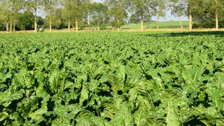 Het gebruik geldt weer voor een jaar, en is een uitzondering op een Europees verbod.