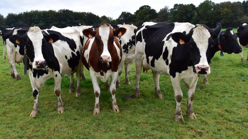 Wellicht komt er een nieuwe bio-cluster rond zuivel, in combinatie met akkerbouw, in het Meetjesland. Er zijn al zulke clusters in het Pajottenland en in Voeren-Haspengouw.