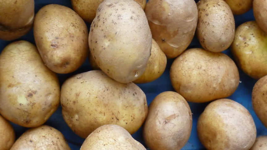 Om Fontane te vervangen, zijn er wel wat nieuwe geelvlezige en lichtgeelvlezige rassen  uitgeplant.