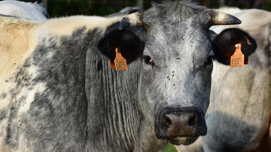 De Belgische witblauwe dikbil is op weg naar een Europese oorsprongbenaming.