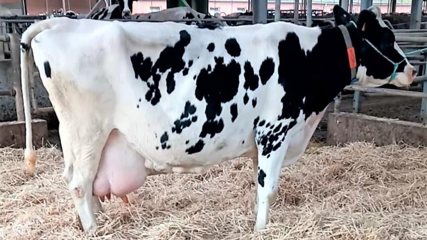 Zie hier: de ‘superkoe’ in volle glorie.