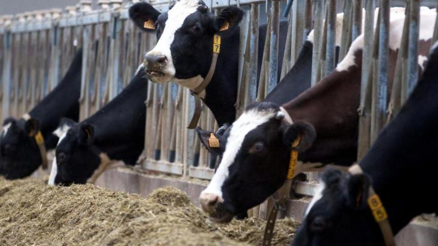 De Europese melkprijzen gaan in oktober weer licht omhoog.