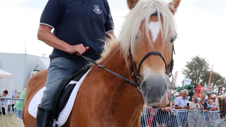 De nu 70-jarige Daniël Rodts uit Aalter, 25 jaar voorzitter van de Vlaamse Haflingerclub.