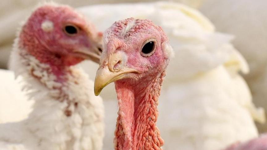 10.500 vogels zullen op een gecontroleerde manier worden geruimd