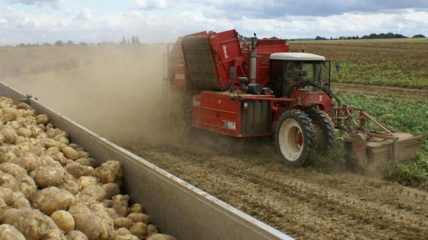 De opbrengst per ha ligt voor de meeste rassen lager dan het 5-jarig gemiddelde.