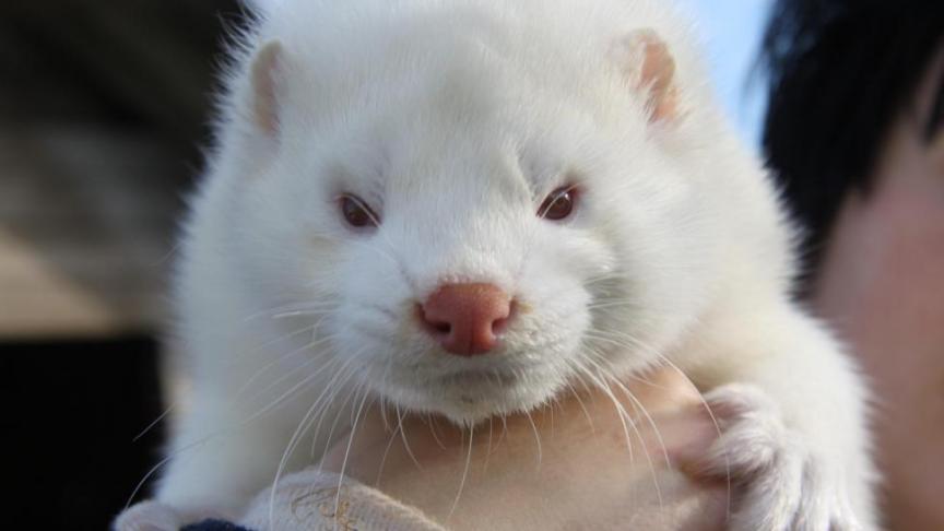 De pelsperiode loopt bijna af, dus ook de nertsen op gezonde bedrijven zijn inmiddels vrijwel allemaal geruimd.